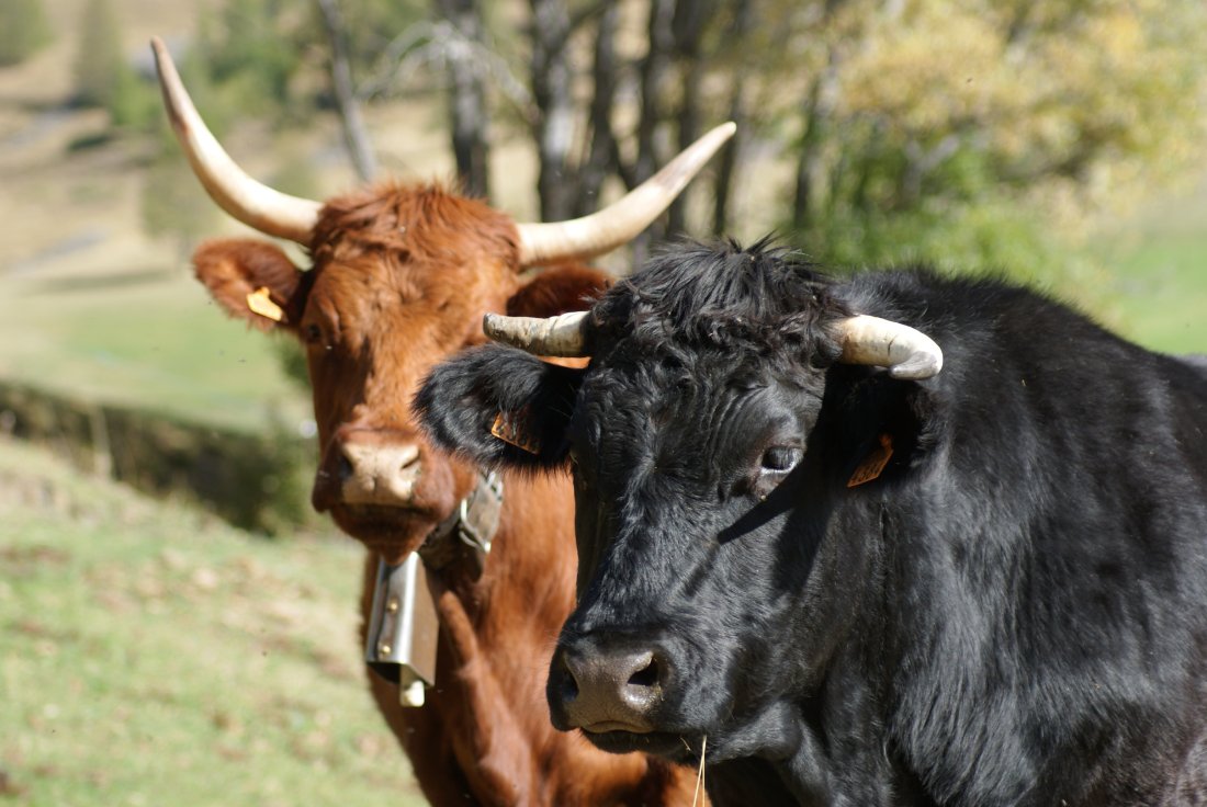 Randonnée estivale dans le Queyras : paysages alpins verdoyants